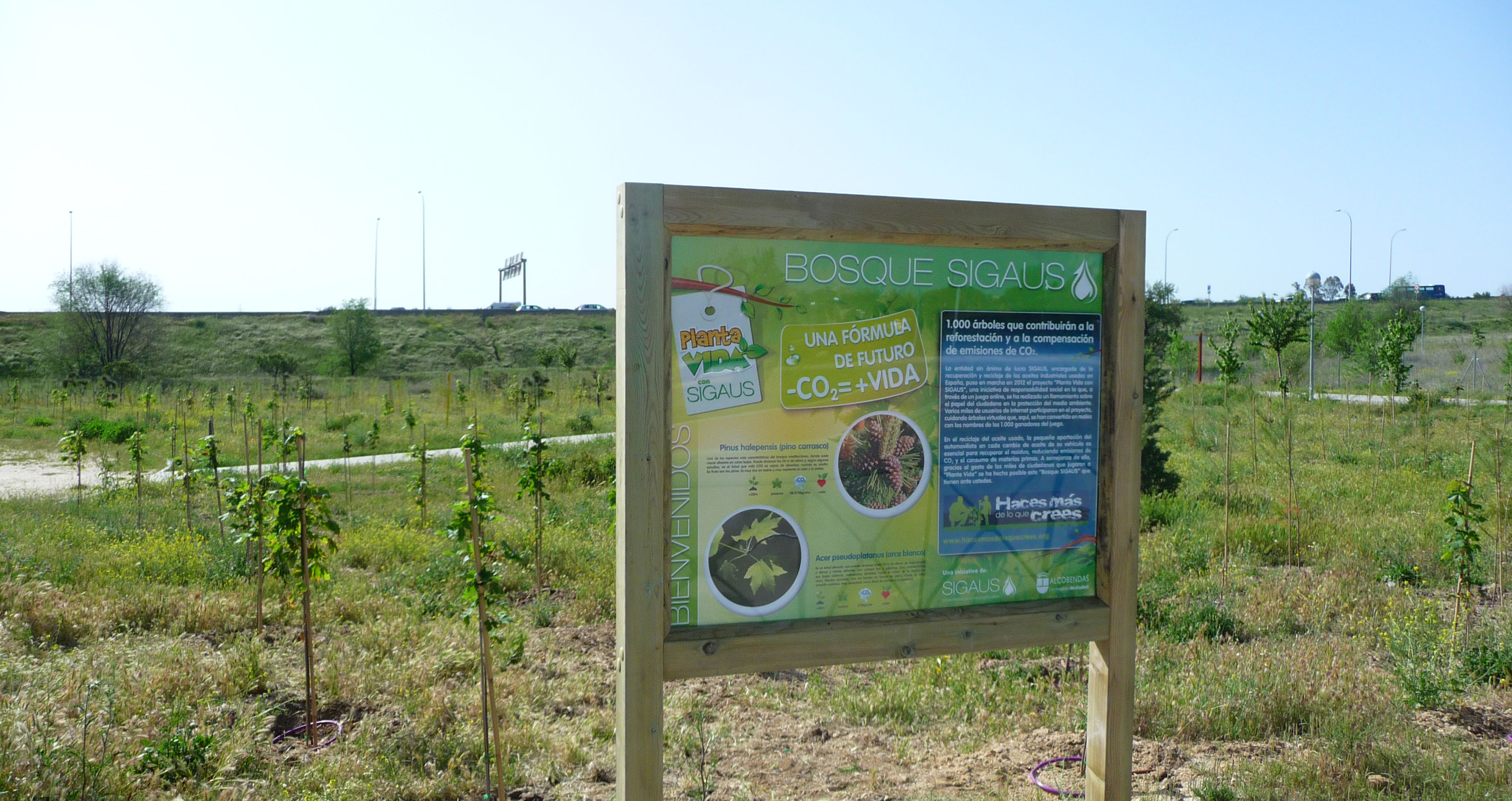 Plantación primer bosque Sigaus