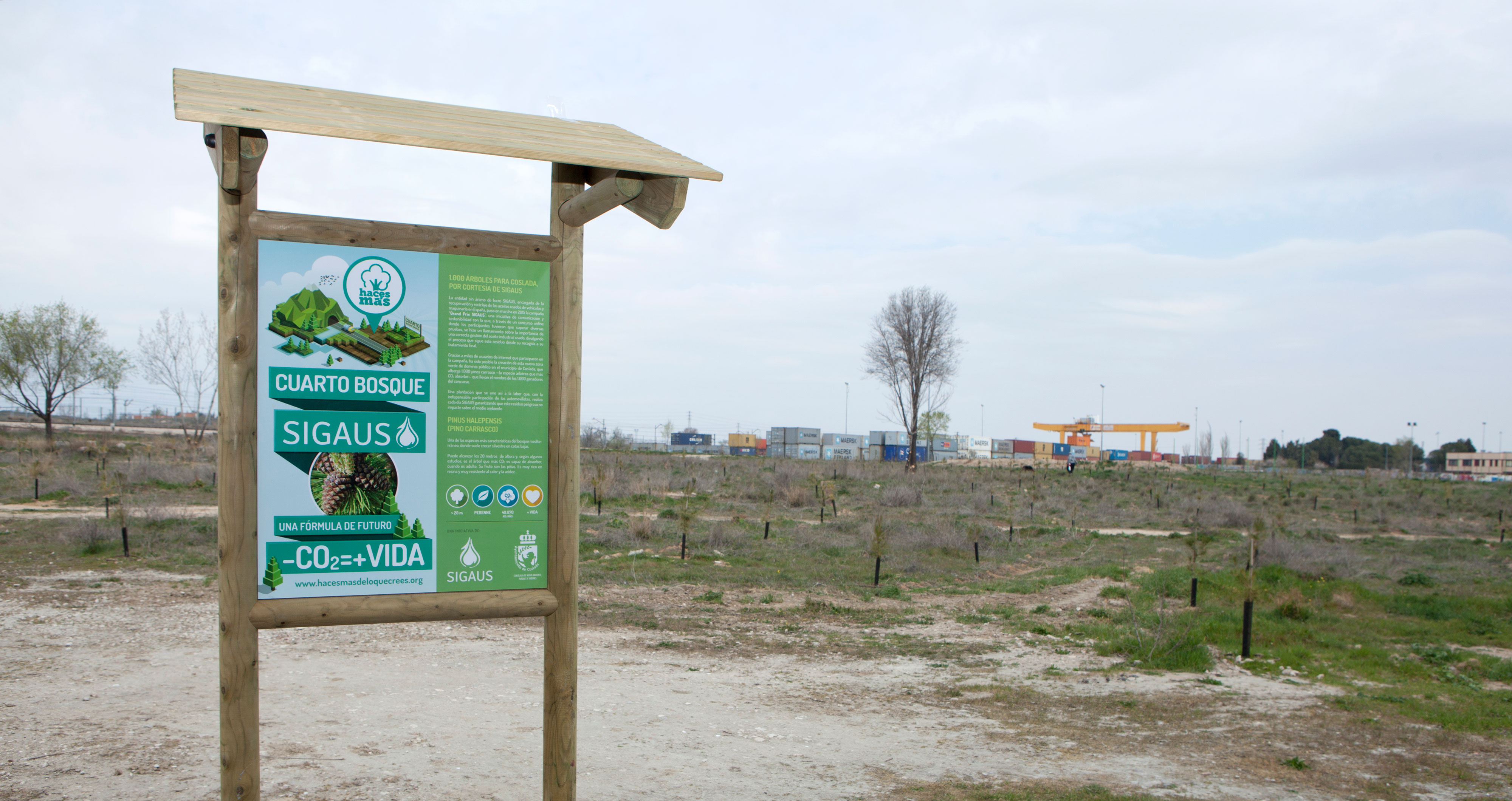 Plantación cuarto bosque Sigaus
